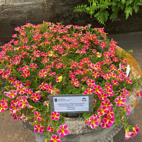 Calibrachoa MiniFamous® MiniFamous® 'Neo Red Shuffle' Image