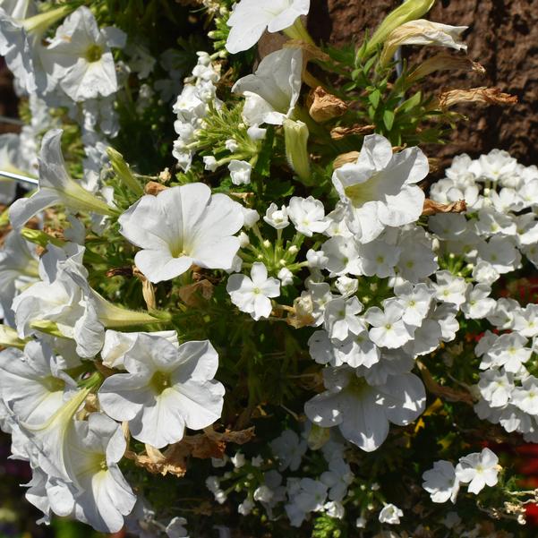 Confetti Garden Confetti Garden® 'White Wedding' Image