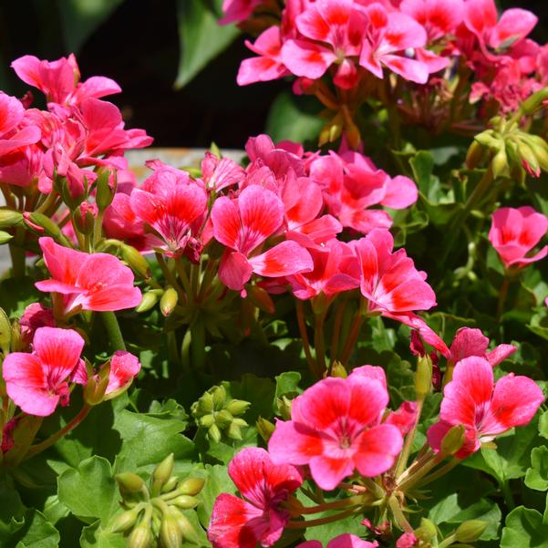 Pelargonium interspecific Pretty Little™ 'Pink Splash' Image