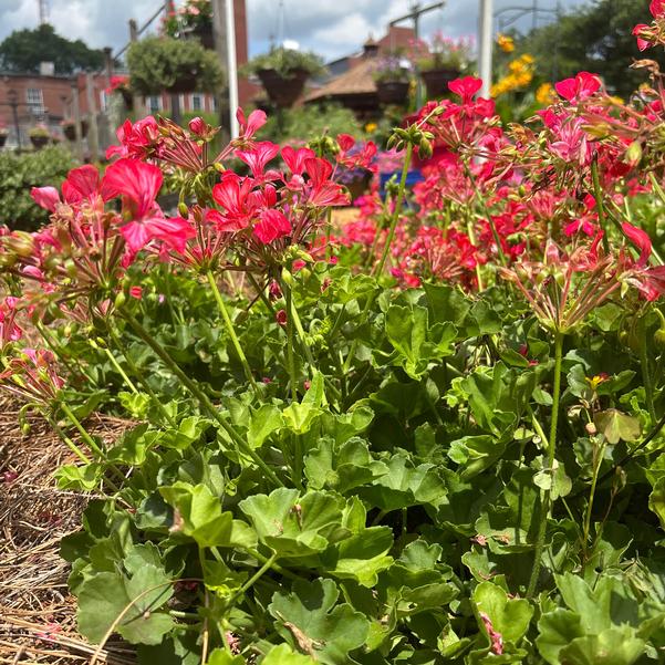 Pelargonium peltatum Grand Idols® 'Pink Bicolor 60' Image