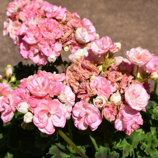 Pelargonium zonale Rosalie™ 'Antique Salmon' Image