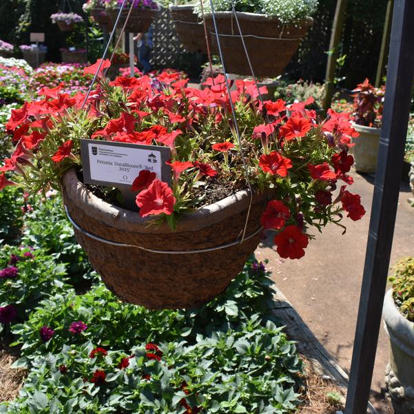 Petunia DuraBloom® 'Red 2025' Image