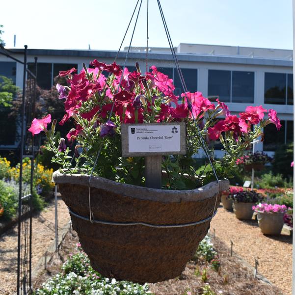 Petunia Cheerful 'Rose' Image