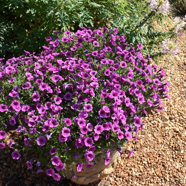 Petunia Supertunia Mini Vista® 'Plum Veined' Image