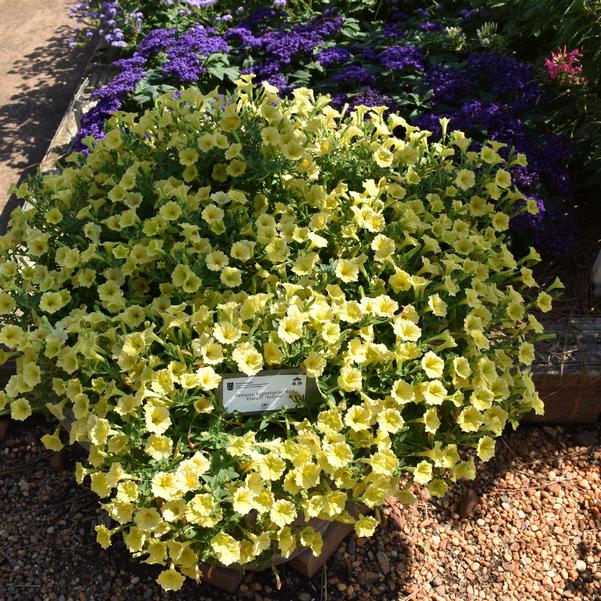 Petunia Supertunia Mini Vista® 'Yellow' Image