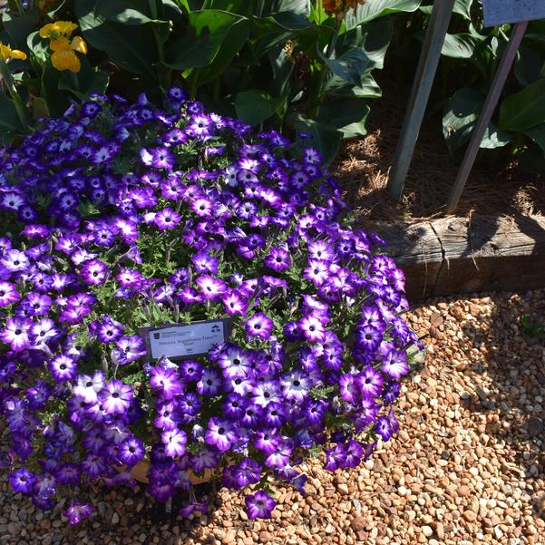 Petunia Supertunia Tiara™ 'Blue' Image