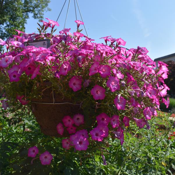 Petunia Supertunia Tiara™ 'Pink' Image