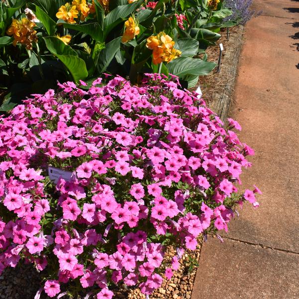 Petunia Supertunia Vista® 'Bubblegum' Image