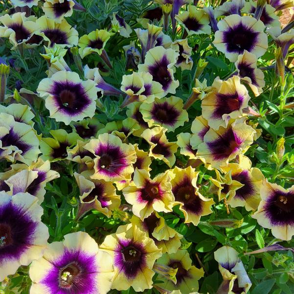 Petunia Surfinia 'Heavenly Blackberries & Cream' Image