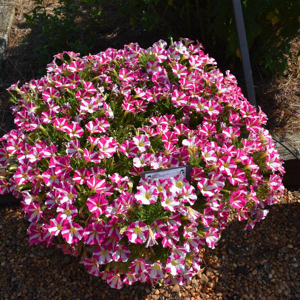 Petunia 'Heartwheel' Image