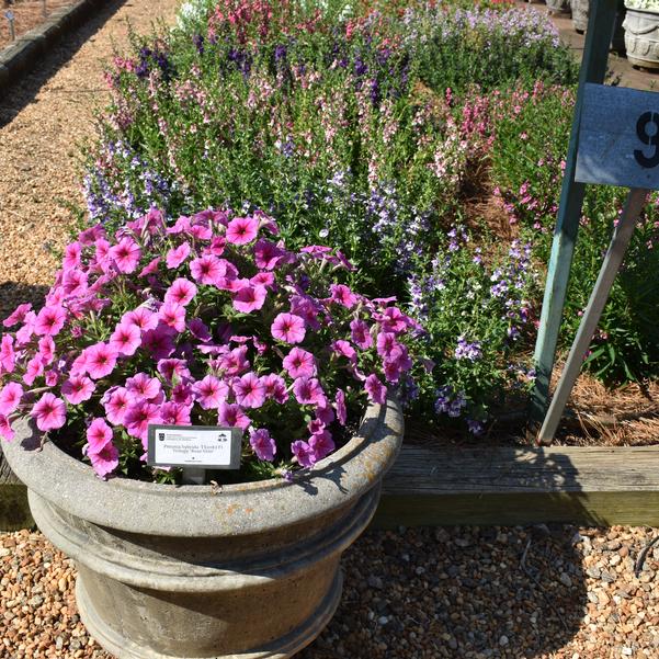 Petunia hybrida TX1082 F1 Trilogy 'Rose Vein' Image