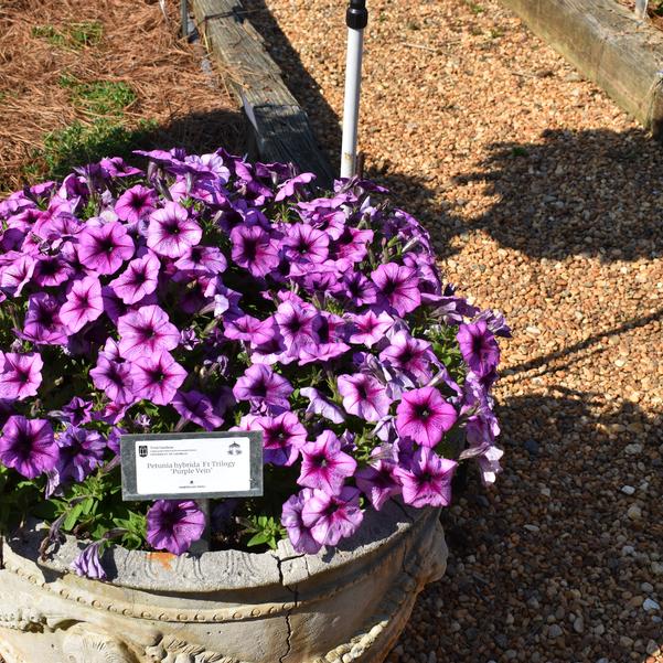 Petunia hybrida F1 Trilogy 'Purple Vein' Image