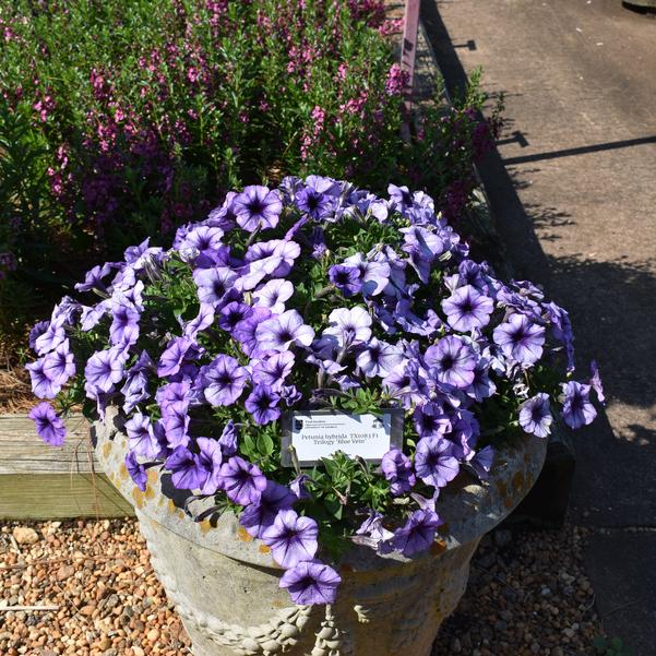 Petunia hybrida TX1083 F1 Trilogy 'Blue Vein' Image