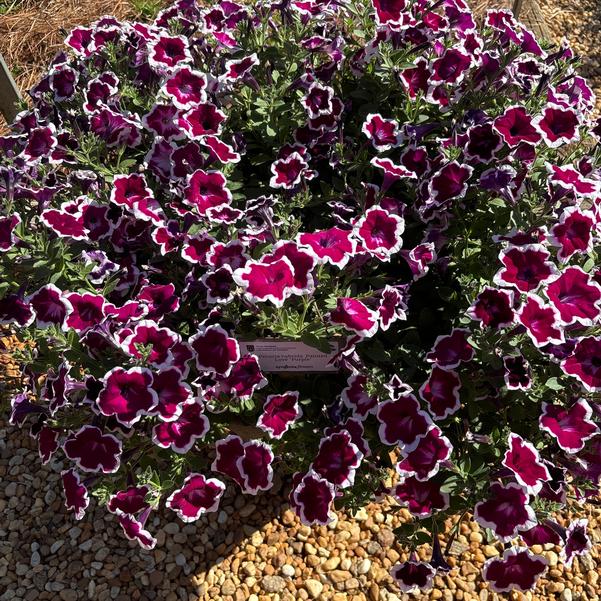 Petunia hybrida Painted Love 'Purple' Image