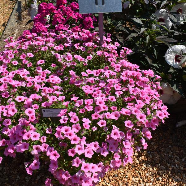 Petunia hybrida Dekko™Maxx™ 'Pink' Image