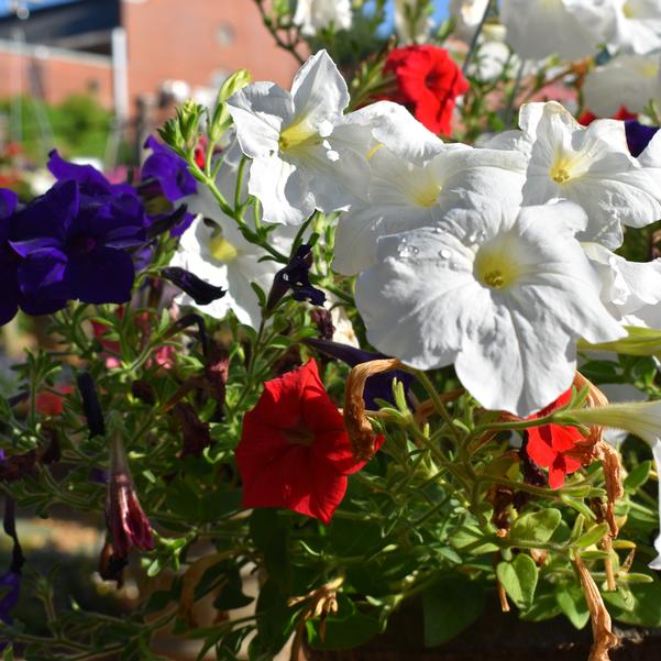 Petunia pendula FotoFinish® 'Patriot Mix' Image