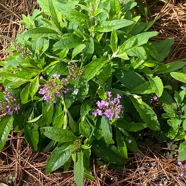 Buddleia Chrysalis™ 'Steel Blue' Image