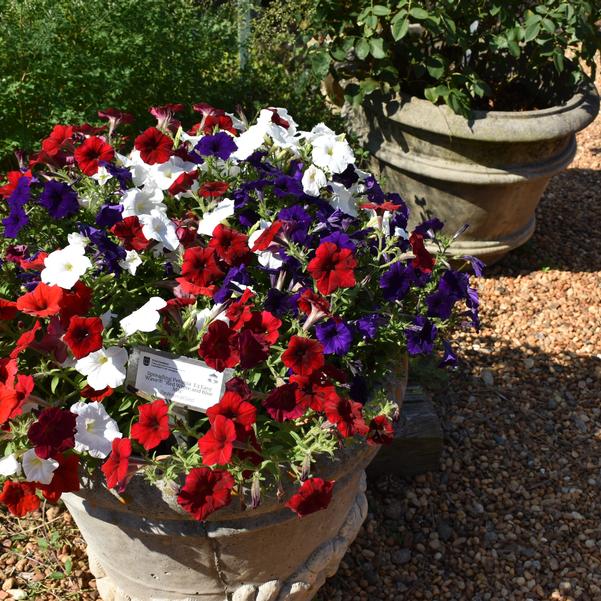 Spreading Petunia E3 Easy Wave® 'Red White and Blue Mix' Image