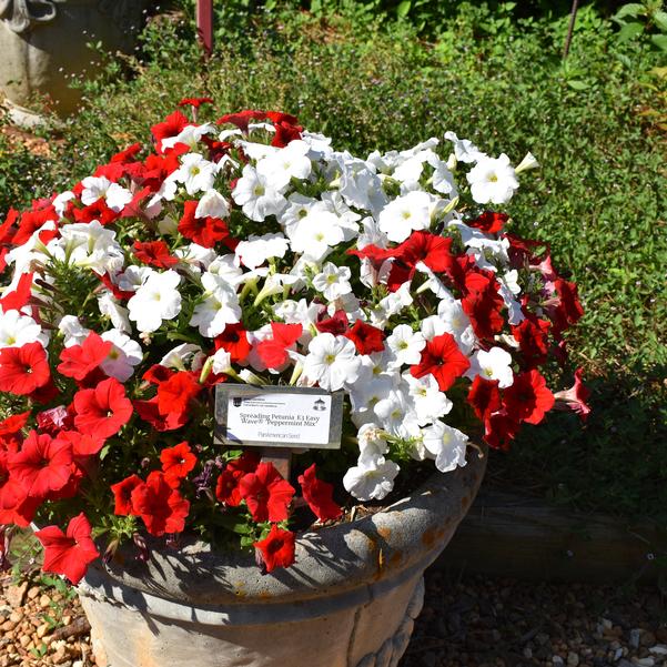 Spreading Petunia E3 Easy Wave® 'Peppermint Mix' Image