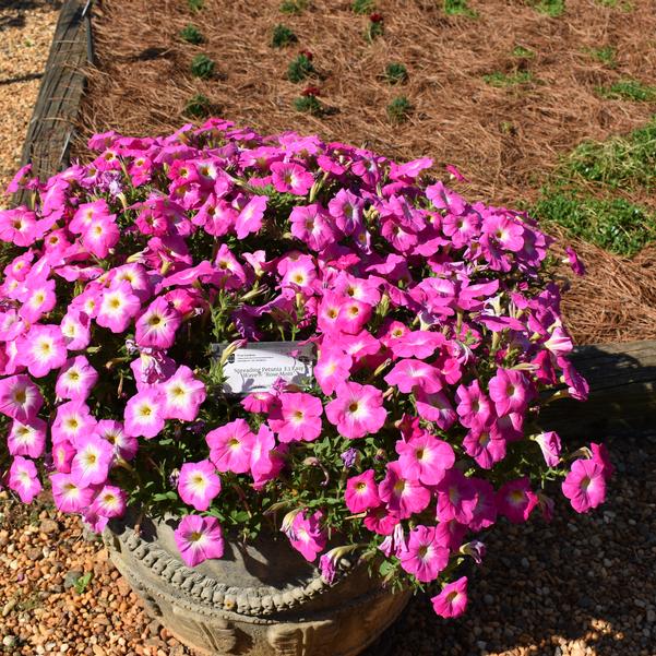 Spreading Petunia E3 Easy Wave® 'Rose Mom' Image