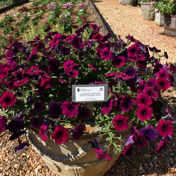 Spreading Petunia Easy Wave® 'Burgundy Velour' Image