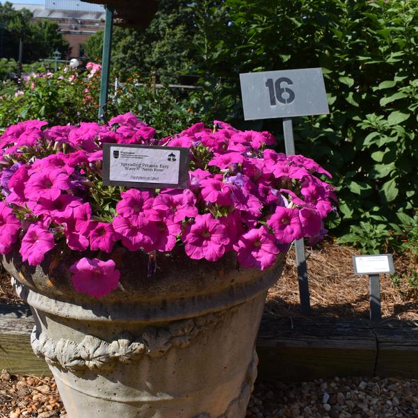 Spreading Petunia Easy Wave® 'Neon Rose' Image