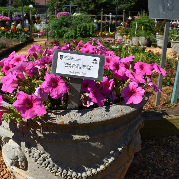 Spreading Petunia Easy Wave® 'Pink Passion' Image