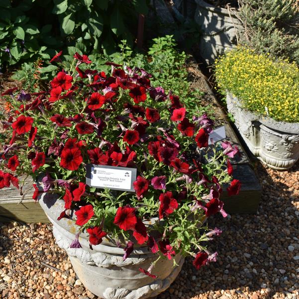 Spreading Petunia Easy Wave® 'Red Velour' Image