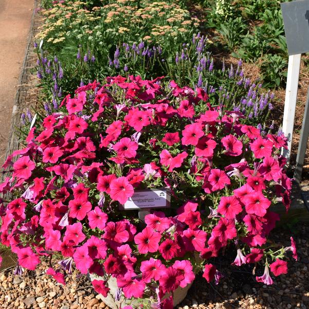 Spreading Petunia Easy Wave® 'Rose' Image