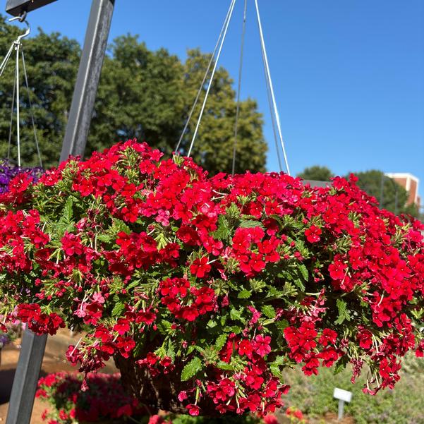 Verbena Empress® 'Sun Kiss Red' Image