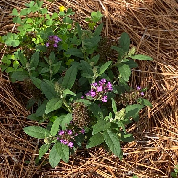 Buddleja davidii Little Rockstars 'Purple' Image