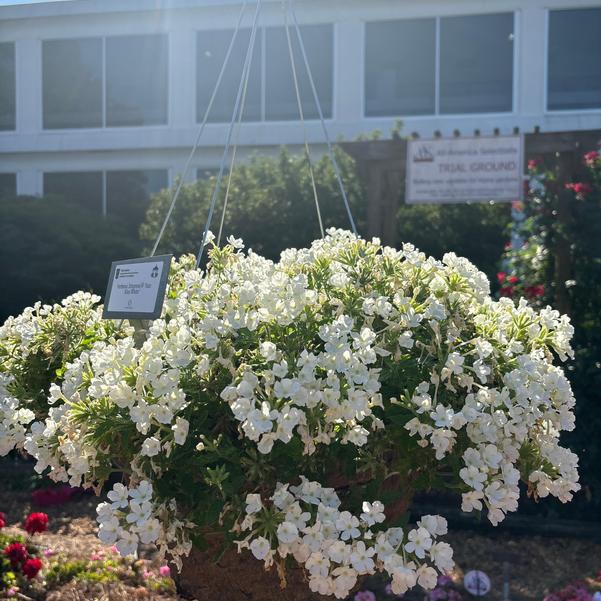 Verbena Empress® 'Sun Kiss White' Image