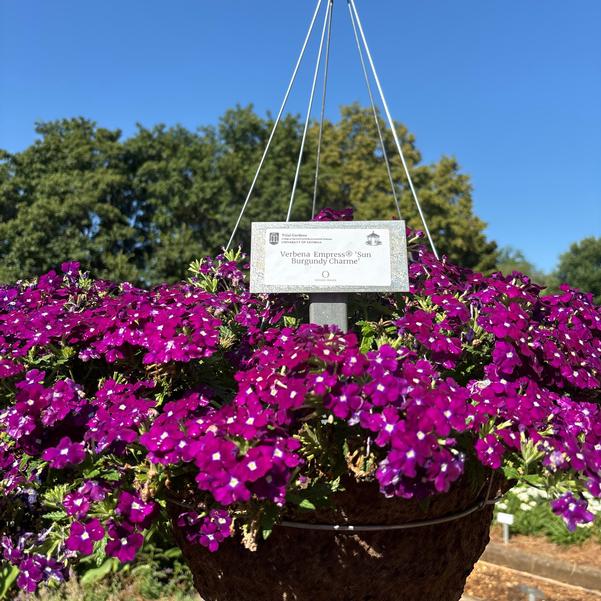 Verbena Empress® 'Sun Burgundy Charme' Image