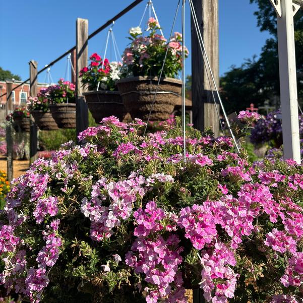 Verbena Vanessa 'Bicolor Light Pink' Image