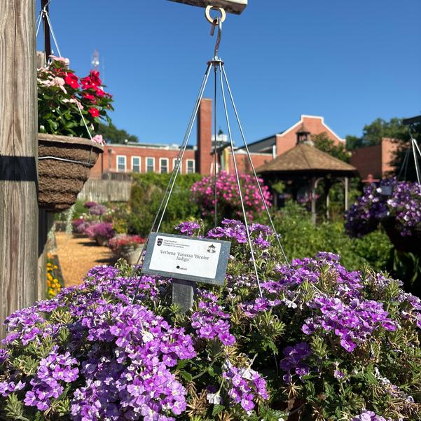 Verbena Vanessa 'Bicolor Indigo' Image