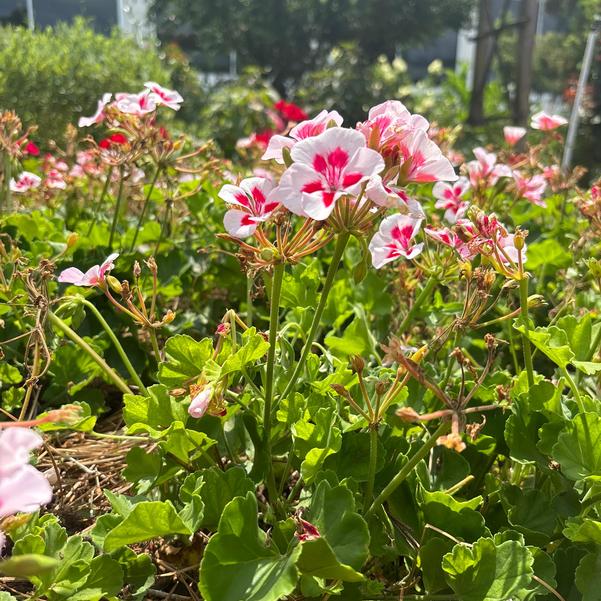 Zonal Geranium Sunrise™ 'White+Zest' Image