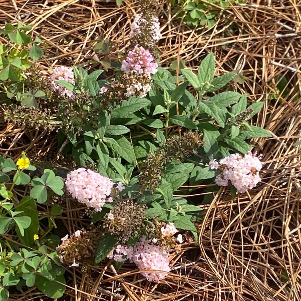 Buddleja davidii Little Rockstars 'Pink' Image