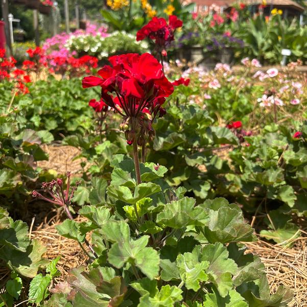 Zonal Geranium Super Moon™ 'Bright Red' Image