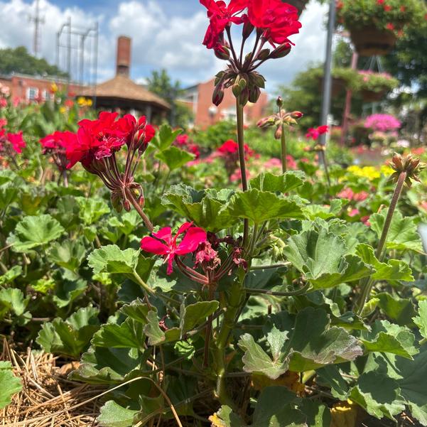 Zonal Geranium Super Moon™ 'Violet' Image