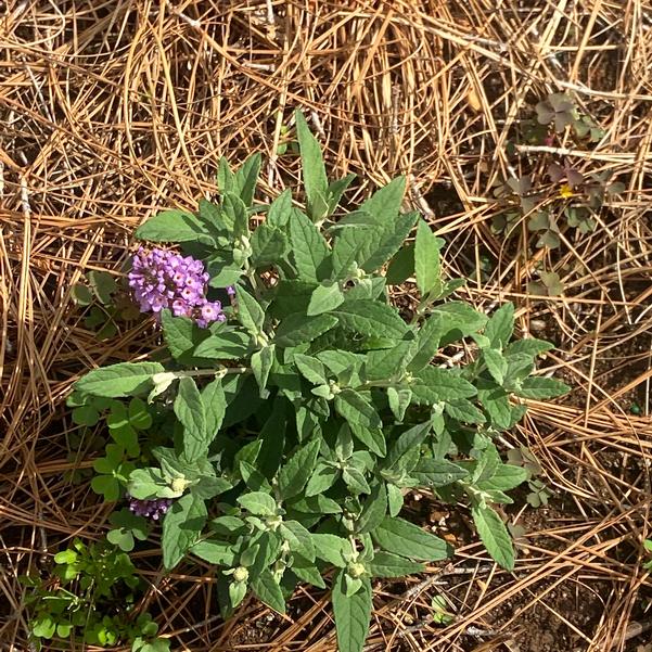 Buddleja davidii Little Rockstars 'Blue' Image