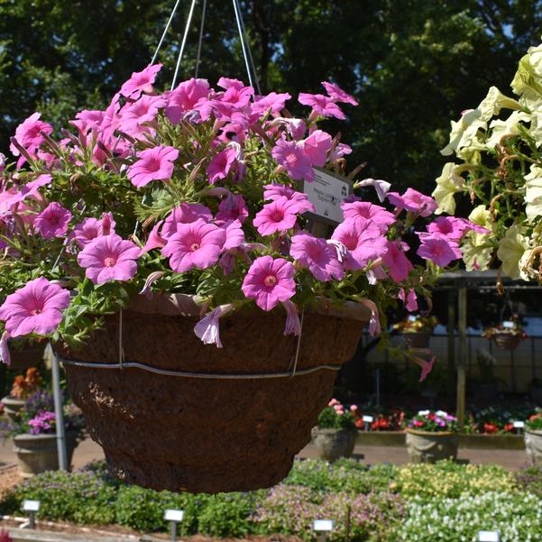 Petunia 24OSI-01 C2 'Explorer Pink' Image