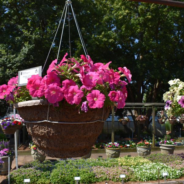 Petunia 24OSI-07 C2 'Damask Pink' Image