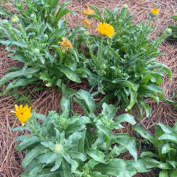 Calendula 24OSI-13 Image