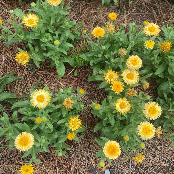 Calendula 24OSI-13 C1 'Bon Bon Apricot' Image