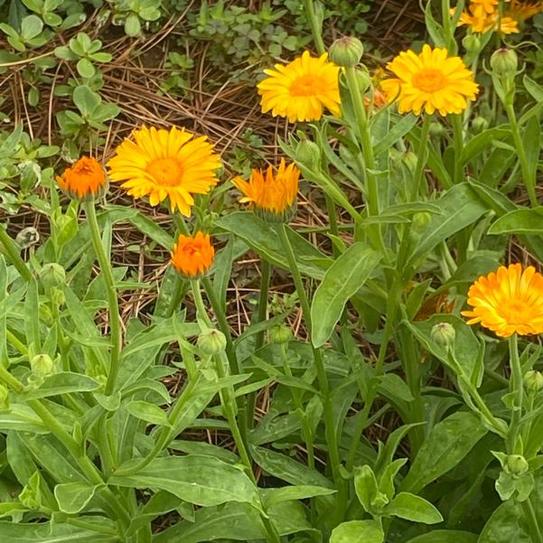 Calendula 24OSI-13 C2 'Kinglet' Image