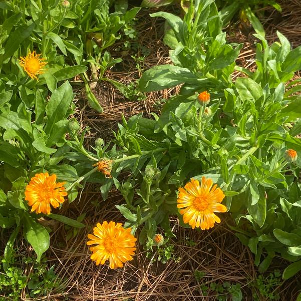 Calendula 24OSI-15 Image