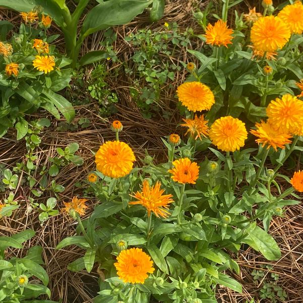 Calendula 24OSI-15 C1 'Costa Orange' Image