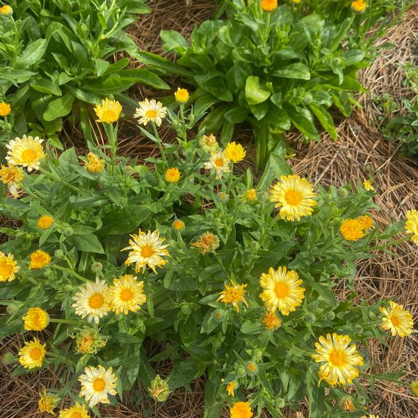 Calendula 24OSI-15 C2 'Oopsy Daisy' Image