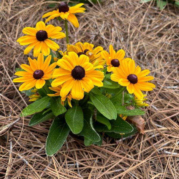 Rudbeckia 24OSI-16 Image