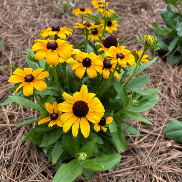 Rudbeckia 24OSI-16 C1 'Toto Gold' Image